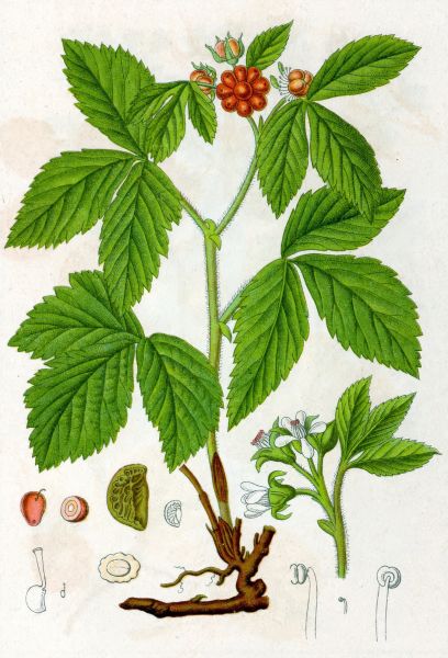 File:Illustration Sendive 01.jpg