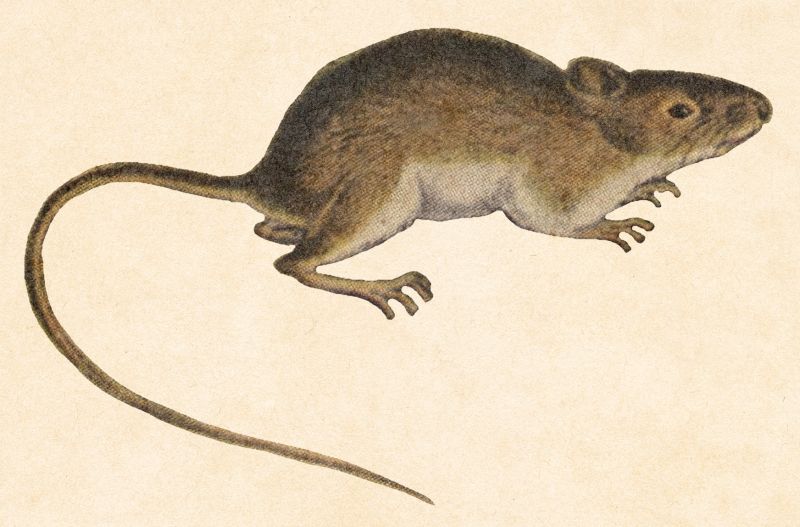 File:Zapuso Drawing.jpg