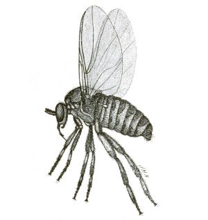 Moscano Drawing 01.jpg