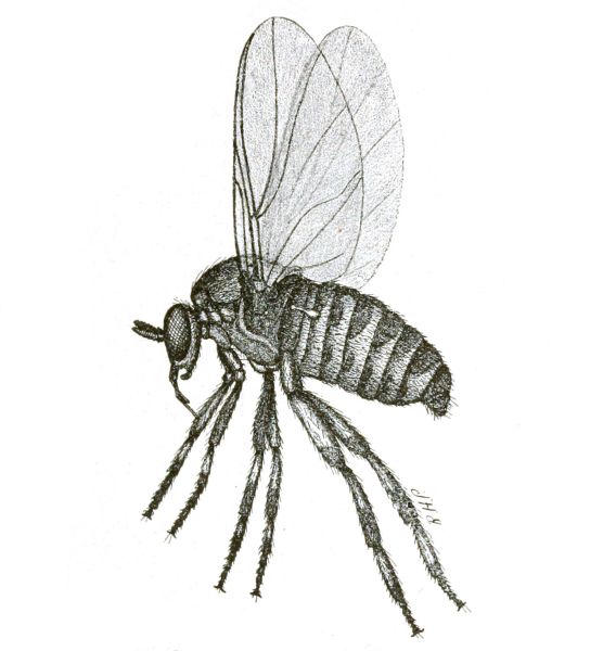 File:Moscano Drawing 01.jpg
