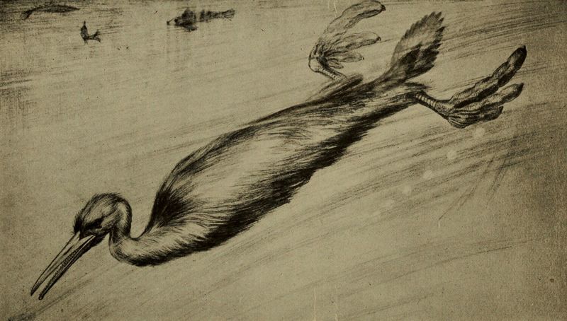 File:Hesper Drawing.jpg