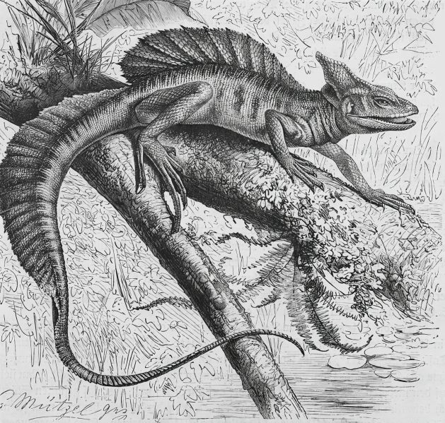 File:Jaca Drawing.jpg