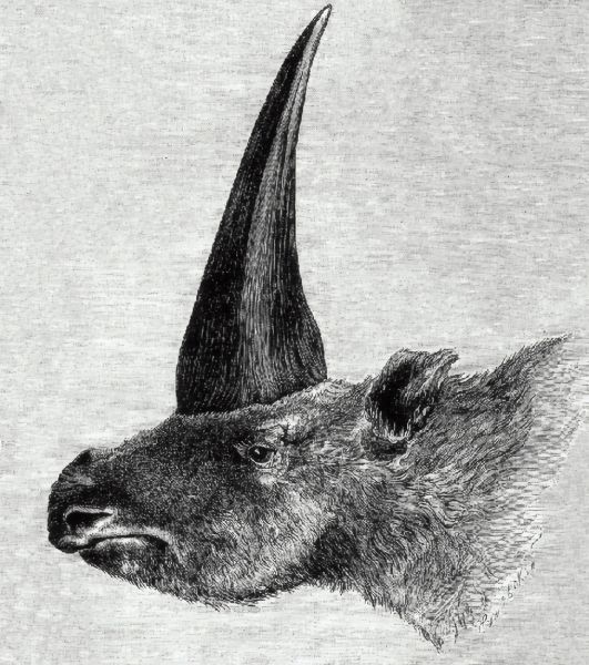 File:Aerbicar Etching.jpg