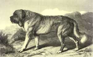 Illustration of a Pizaverit