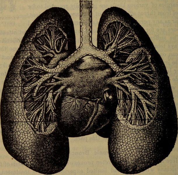 File:Beiscivica Painting 01.jpg