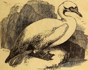 Auronie Small 01.jpg