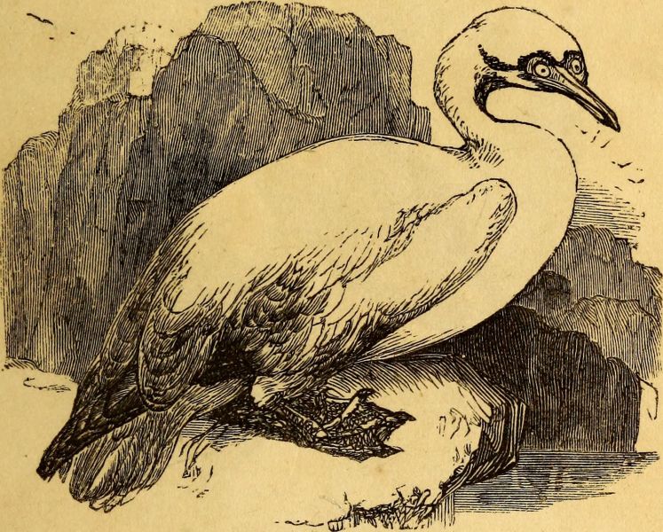 File:Auronie Small 01.jpg