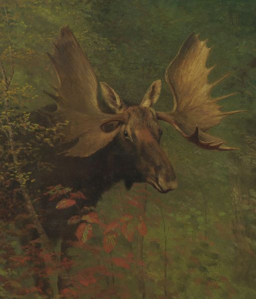 File:Dralvir - General 01.jpg