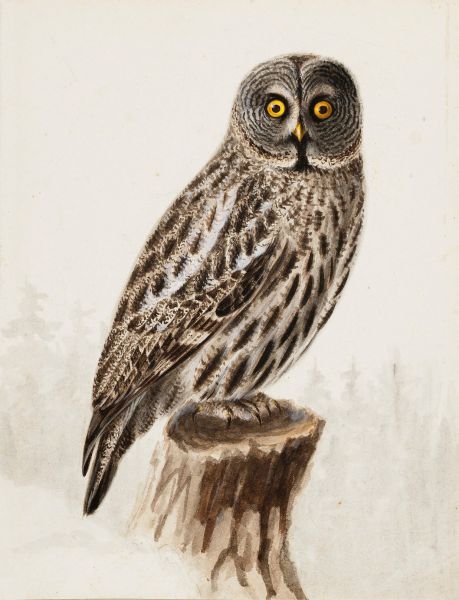File:Gouvie Illustration 01.jpg